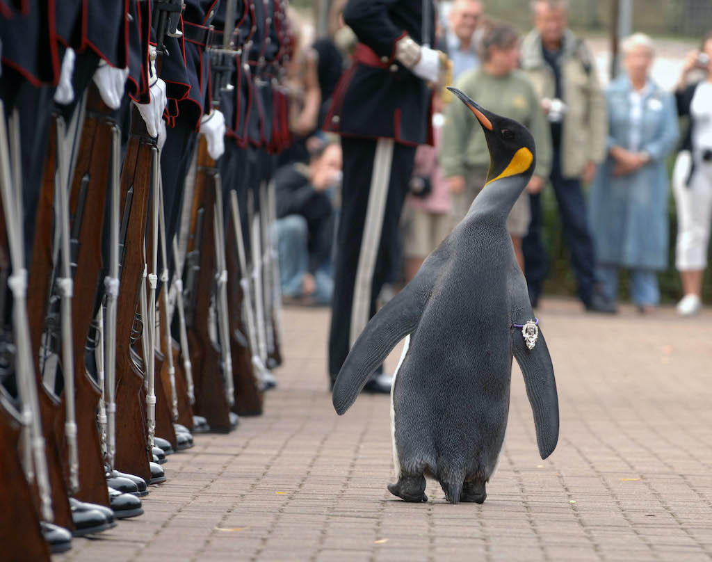 Nils Olav the Penguin inspects the Kings Guard of Norway after being bestowed with a knighthood at Edinburgh Zoo